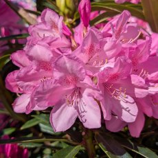 Rhododendron Graziella STANDARD