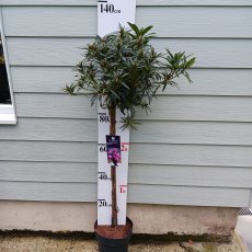 Rhododendron Graziella STANDARD