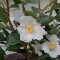 Camellia transnokoensis AGM Camellia transnokoensis AGM