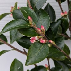 Camellia transnokoensis AGM Camellia transnokoensis AGM