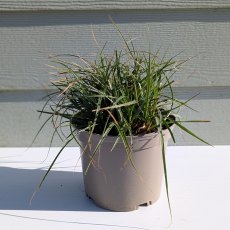 Luzula nivea