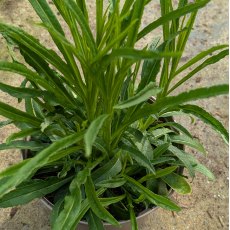 Campanula persicifolia