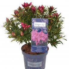 Rhododendron Grazeasy Dark Pink  INKARHO