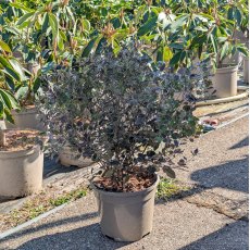 Pittosporum tenuifolium 'Tom Thumb' AGM