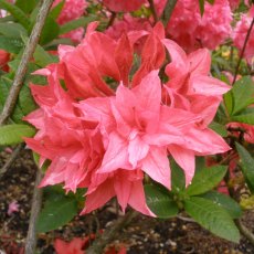 Deciduous Azalea Jessica Rose