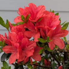Evergreen Azalea Juliette STANDARD