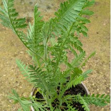 Achillea Cloth Of Gold AGM