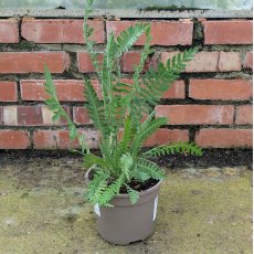 Achillea Cloth Of Gold AGM
