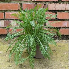 Achillea Pink Grapefruit