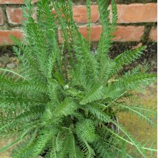 Achillea Terracota