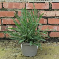 Achillea Terracota