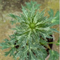 Eryngium Big Blue AGM