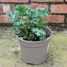 Eryngium Big Blue AGM