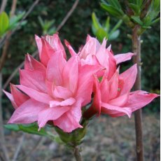 Deciduous Azalea Jessica Rose