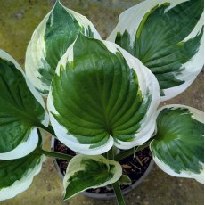 Hosta Minuteman AGM