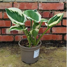 Hosta Minuteman AGM
