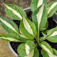 Hosta White Bikini