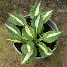 Hosta White Bikini