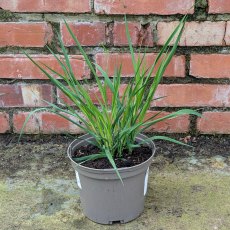 Molinia Transparent AGM