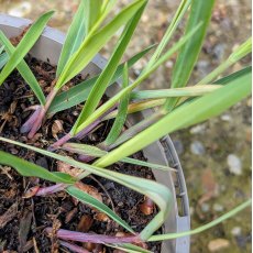 Panicum Heavy Metal AGM