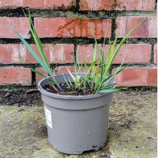 Panicum Heavy Metal AGM