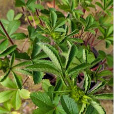 Potentilla Miss Willmott