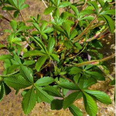 Potentilla Ron McBeath