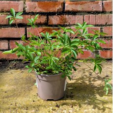 Potentilla Ron McBeath