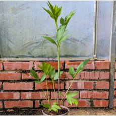 Rudbeckia Herbstonne AGM