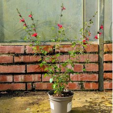 Salvia Hot Lips AGM
