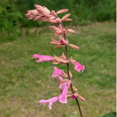 Salvia Kisses & Wishes
