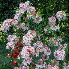 Deciduous Azalea Jock Brydon AGM