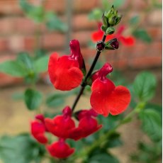 Salvia Salvito Scarlet
