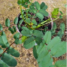 Sanguisorba Lilac Squirrel
