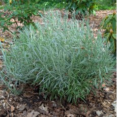 Helichrysum italicum (Curry Plant)