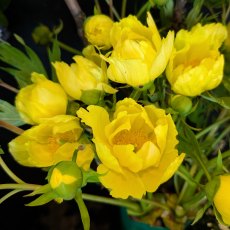 Paeonia ludlowii (Ludlow's tree peony)