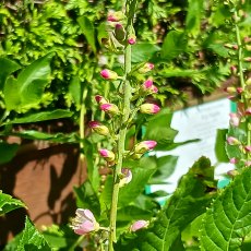 Clethra alnifolia 'Ruby Spice' AGM