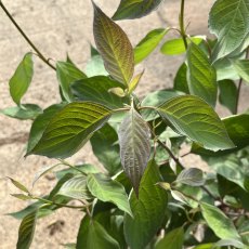 Cornus alba Nightfall