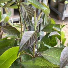 Cornus alba Nightfall
