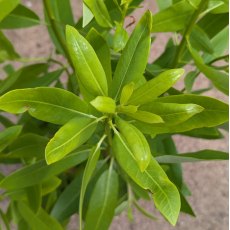 Drimys winteri var. chilensis