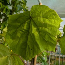 Paulownia tomentosa (Foxglove Tree)