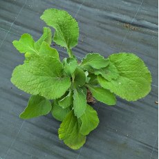 Phlomis russeliana AGM (Turkish sage)