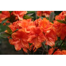 Deciduous Azalea Goldköpfchen (Gold Head)