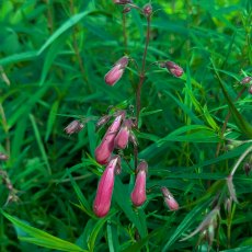 Penstemon Garnet AGM