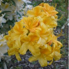 Deciduous Azalea Klondyke  AGM