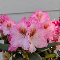 Rhododendron Bohlken's Kronjuwel (Crown Jewel)