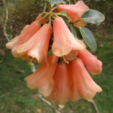 Rhododendron cinnabarinum (High Altitude) Seed Raised