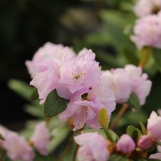 Rhododendron April Reign