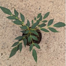 Mahonia gracilipes