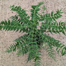 Mahonia oiwakensis subsp. lomariifolia AGM
